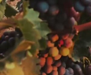 Scopri di più sull'articolo Vendemmia al Solengo – raccogli, pigia e porta a casa il tuo mosto